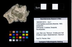 Foto (Objekt + Etikett) von Cracensigillatus acutirostris (Moericke, 1889)  (NHMW-GEO-1990-0041-2515)